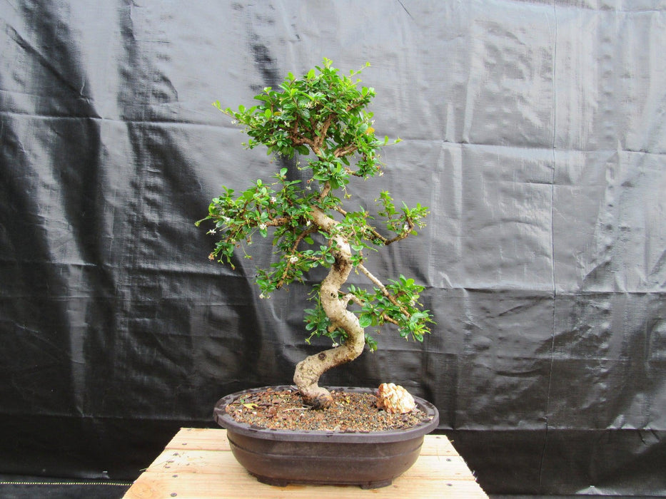 38 Year Old Flowering Curved Trunk Fukien Tea Specimen Bonsai Tree Profile