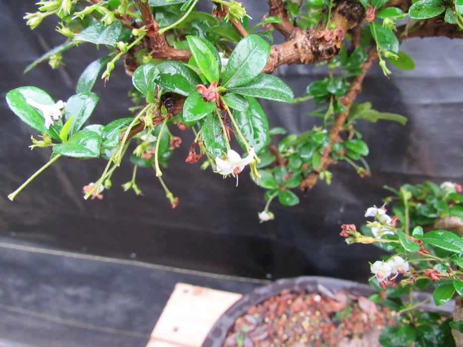 38 Year Old Flowering Curved Trunk Fukien Tea Specimen Bonsai Tree Foliage