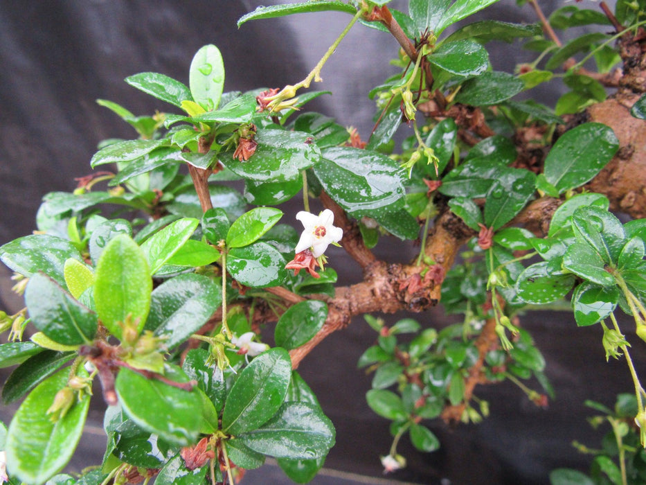 38 Year Old Flowering Curved Trunk Fukien Tea Specimen Bonsai Tree Flowers