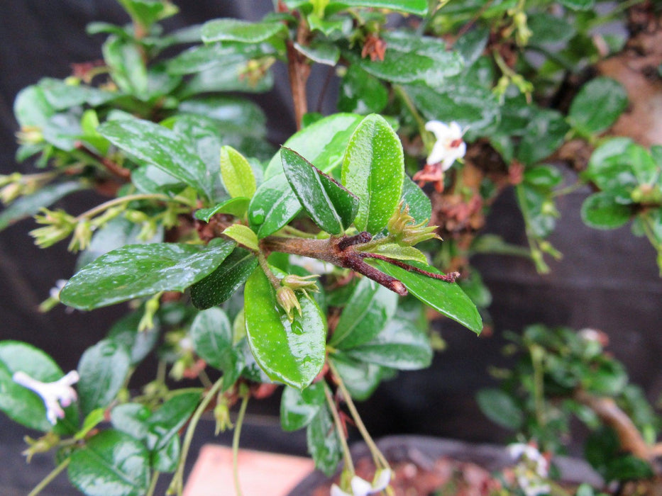 38 Year Old Flowering Curved Trunk Fukien Tea Specimen Bonsai Tree New Growth