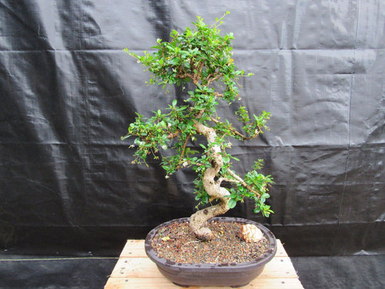 weeping tea tree bonsai 38 Year Old Flowering Curved Trunk Fukien Tea Specimen Bonsai Tree