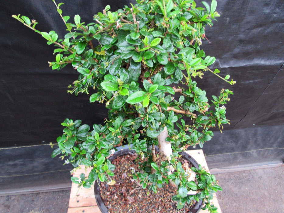 38 Year Old Flowering Curved Trunk Fukien Tea Specimen Bonsai Tree Canopy