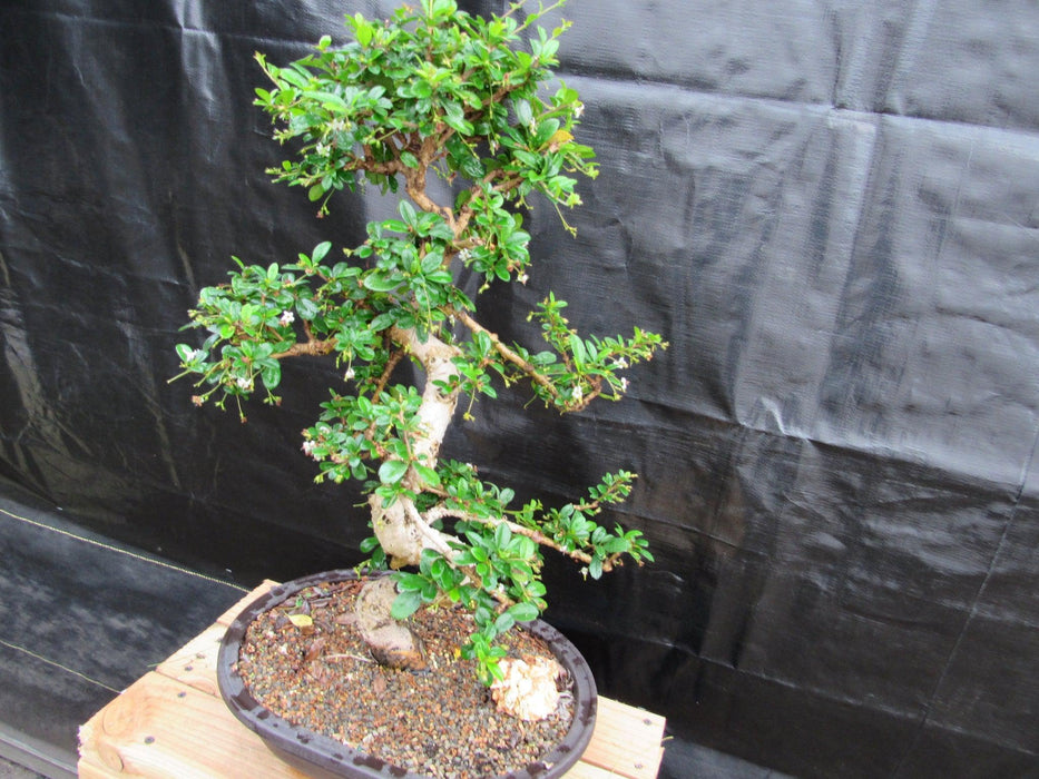 38 Year Old Flowering Curved Trunk Fukien Tea Specimen Bonsai Tree Side