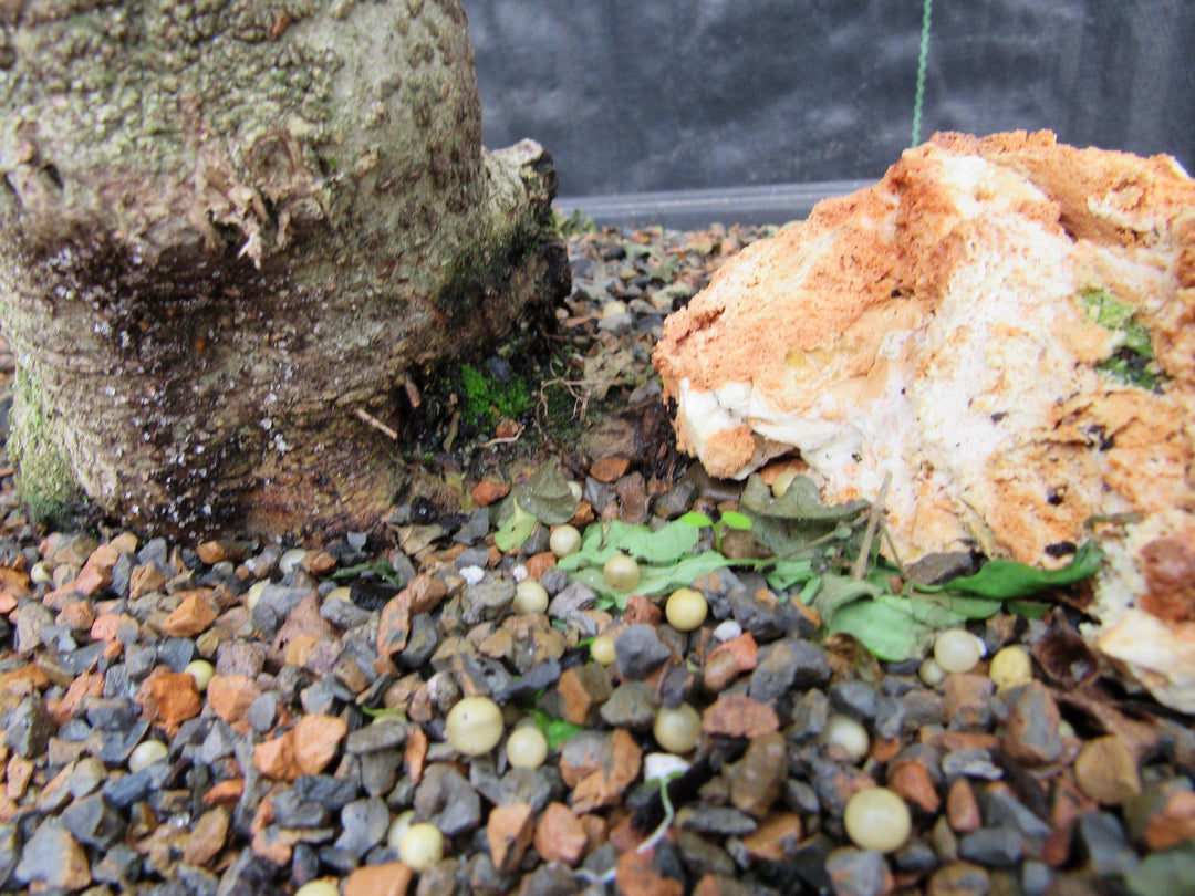 38 Year Old Flowering Ligustrum Specimen Curved Trunk Bonsai Tree Bark