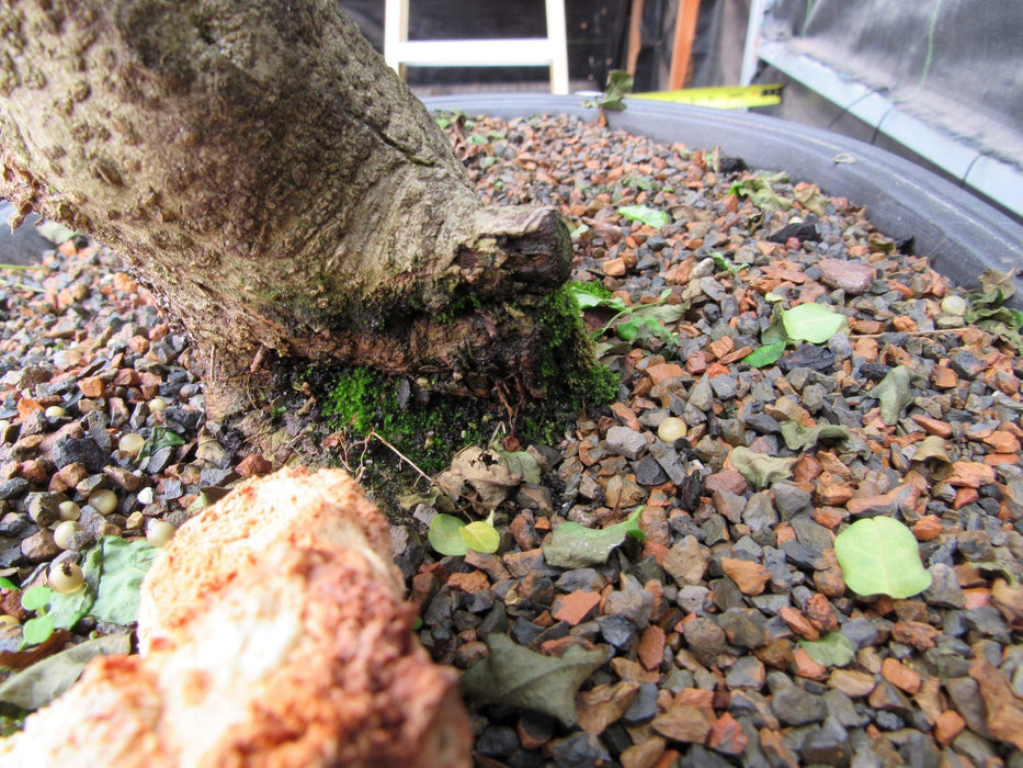 38 Year Old Flowering Ligustrum Specimen Curved Trunk Bonsai Tree Mossy Back
