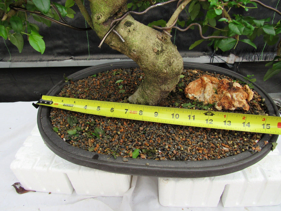 38 Year Old Flowering Ligustrum Specimen Curved Trunk Bonsai Tree Size