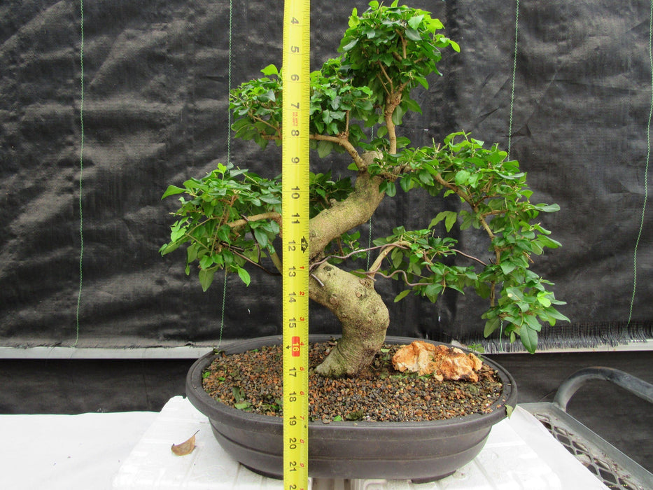 38 Year Old Flowering Ligustrum Specimen Curved Trunk Bonsai Tree Height