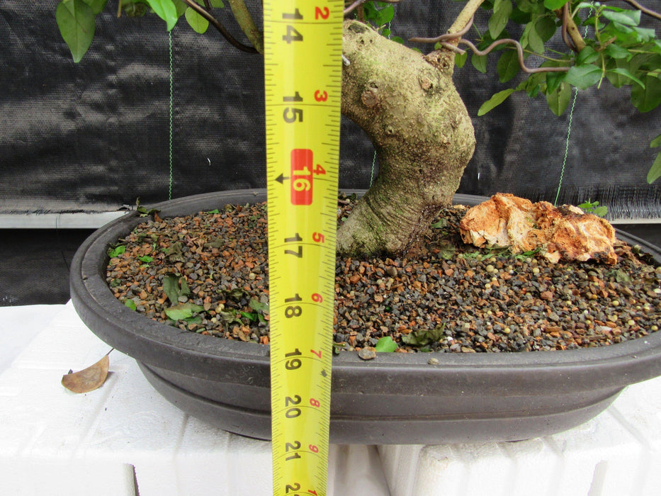 38 Year Old Flowering Ligustrum Specimen Curved Trunk Bonsai Tree Tall