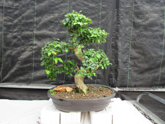 ligustrum chinensis 38 Year Old Flowering Ligustrum Specimen Curved Trunk Bonsai Tree
