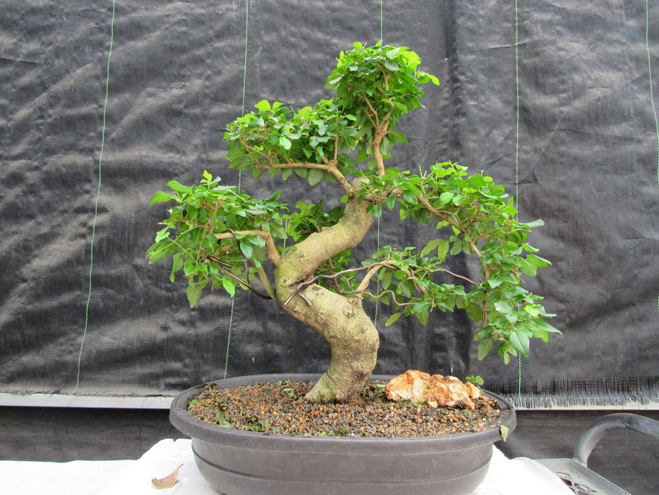 38 Year Old Flowering Ligustrum Specimen Curved Trunk Bonsai Tree Profile