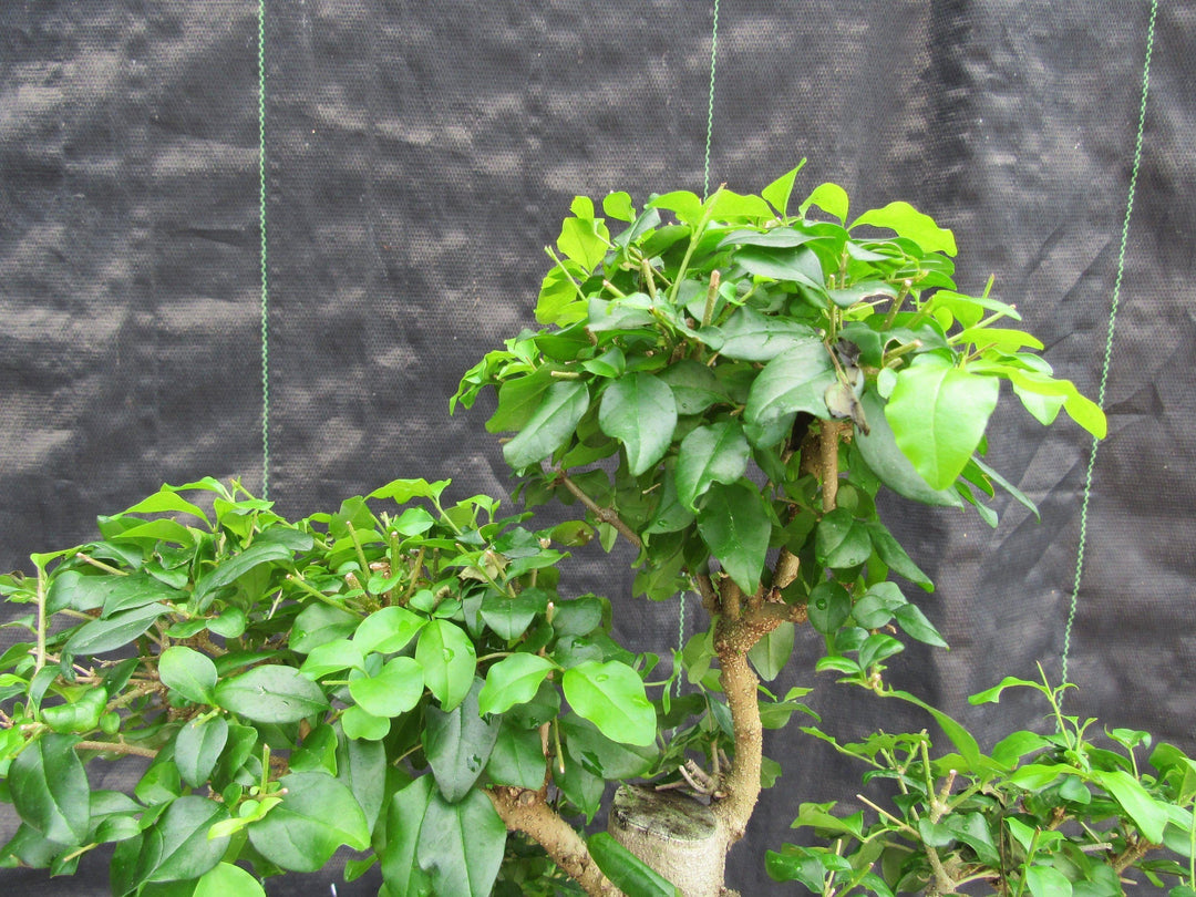 38 Year Old Flowering Ligustrum Specimen Curved Trunk Bonsai Tree Canopy