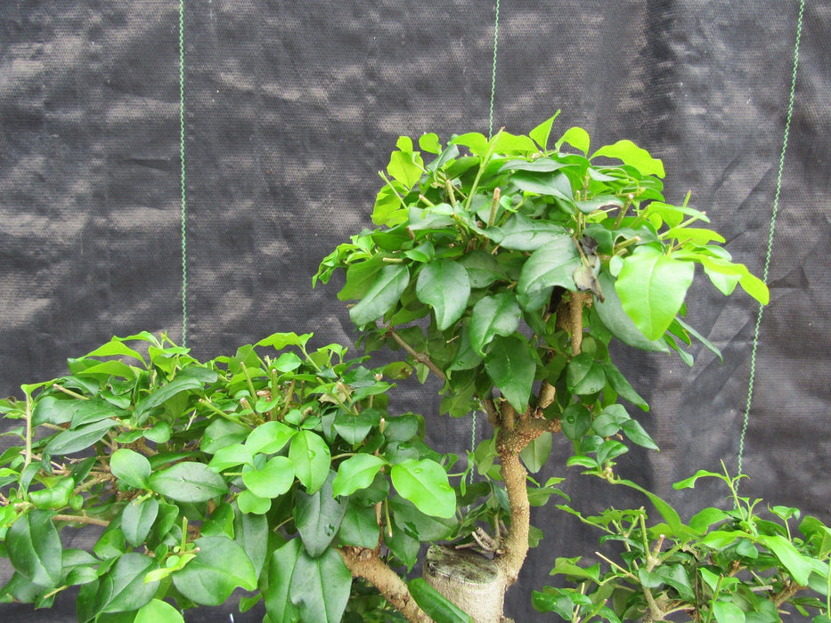 38 Year Old Flowering Ligustrum Specimen Curved Trunk Bonsai Tree Canopy