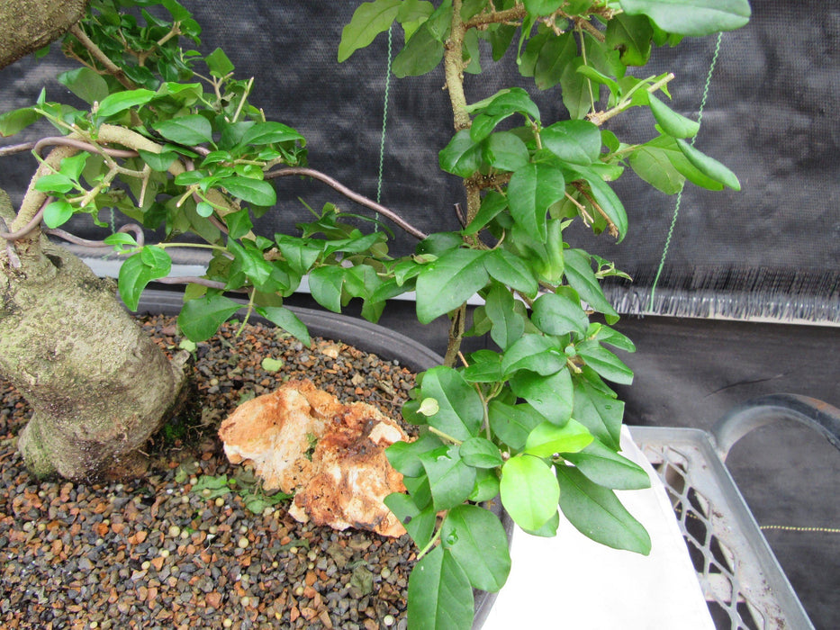 38 Year Old Flowering Ligustrum Specimen Curved Trunk Bonsai Tree Foliage