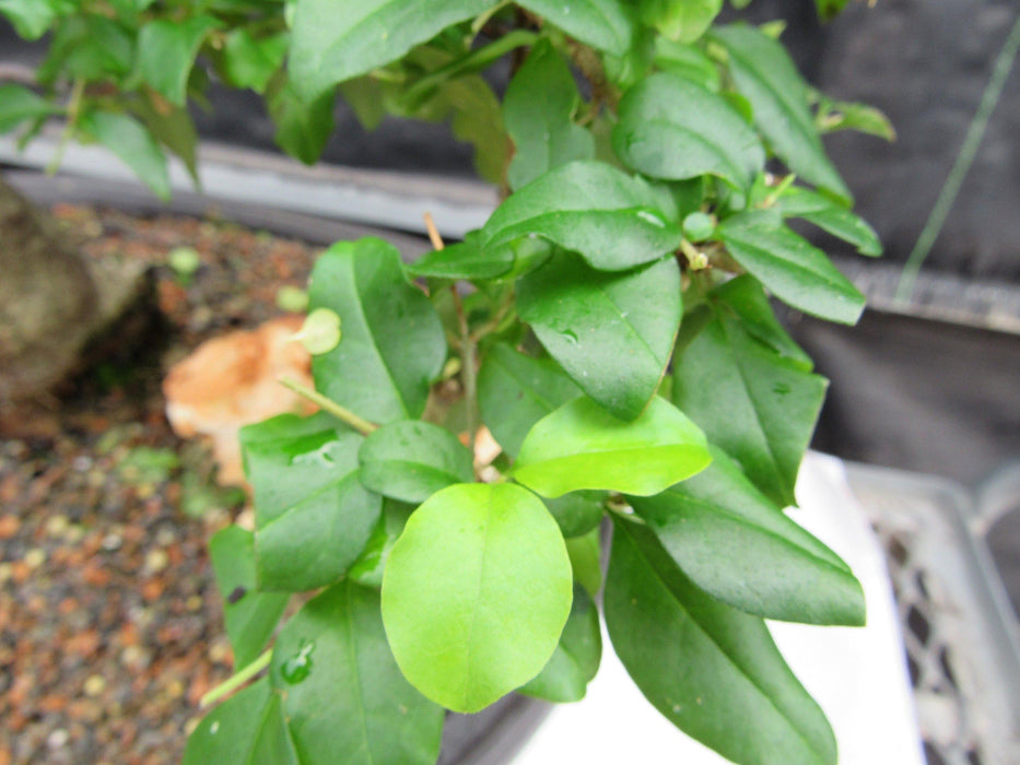 38 Year Old Flowering Ligustrum Specimen Curved Trunk Bonsai Tree New Growth