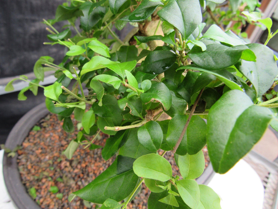38 Year Old Flowering Ligustrum Specimen Curved Trunk Bonsai Tree Leaves