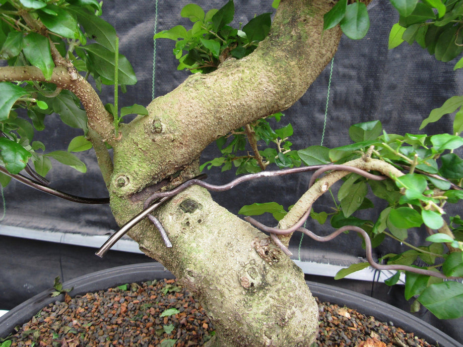 38 Year Old Flowering Ligustrum Specimen Curved Trunk Bonsai Tree Trunk In Training