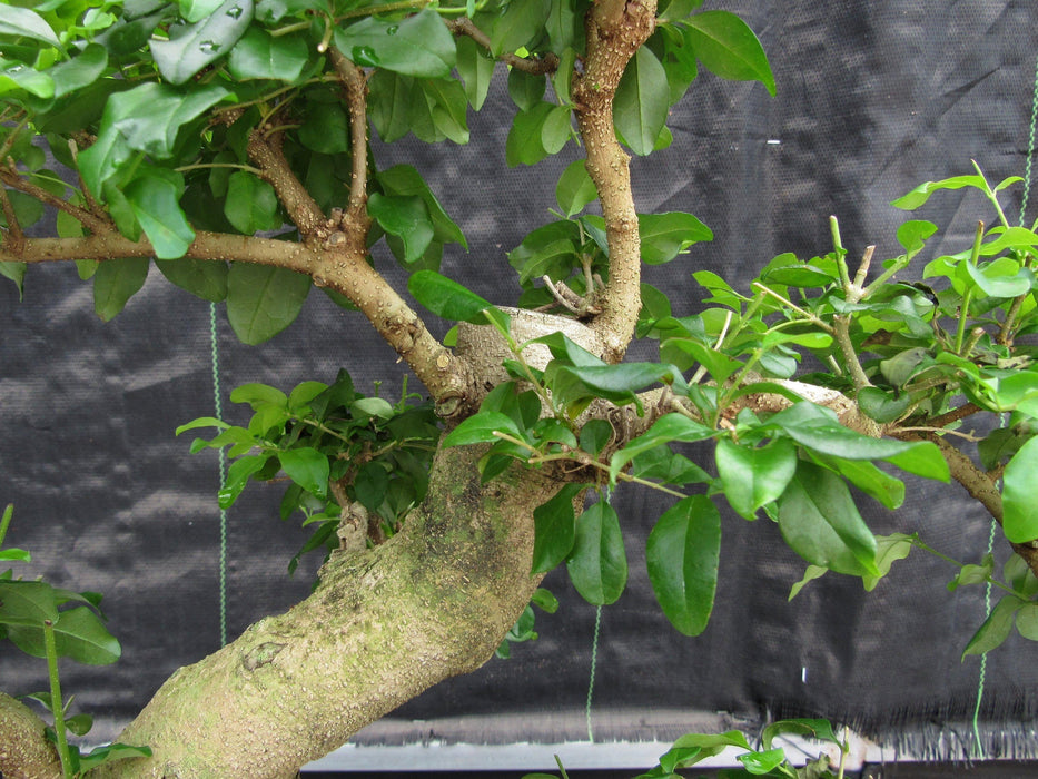 38 Year Old Flowering Ligustrum Specimen Curved Trunk Bonsai Tree Apex