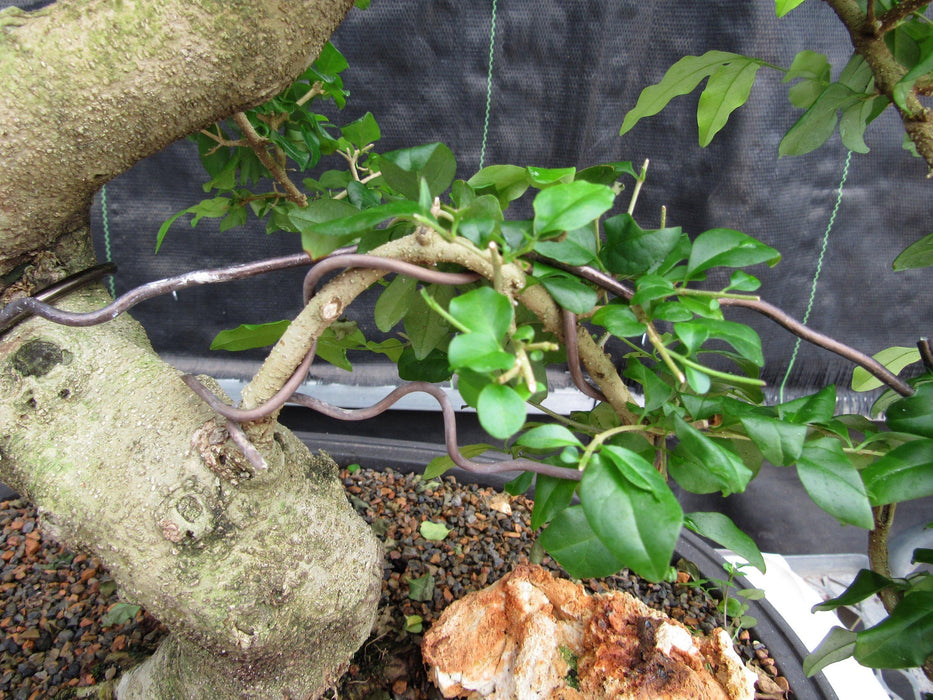 38 Year Old Flowering Ligustrum Specimen Curved Trunk Bonsai Tree Creating Tiers