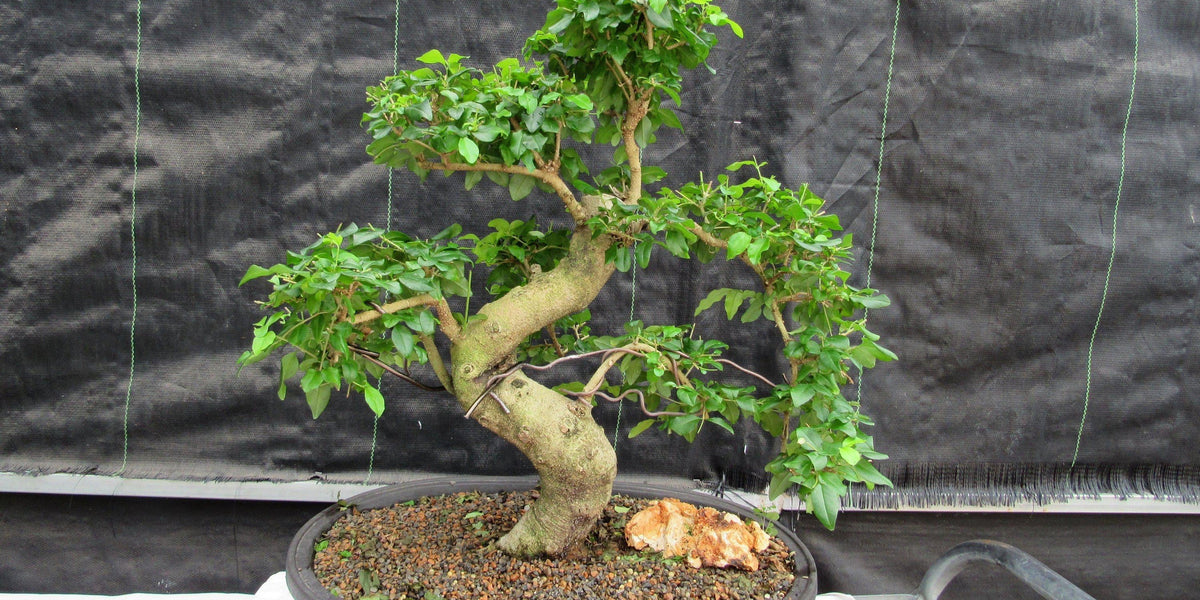 38 Year Old Flowering Ligustrum Specimen Curved Trunk Bonsai Tree