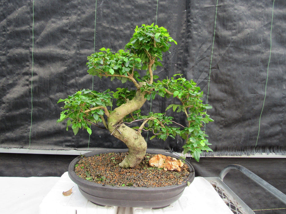 38 Year Old Flowering Ligustrum Specimen Curved Trunk Bonsai Tree