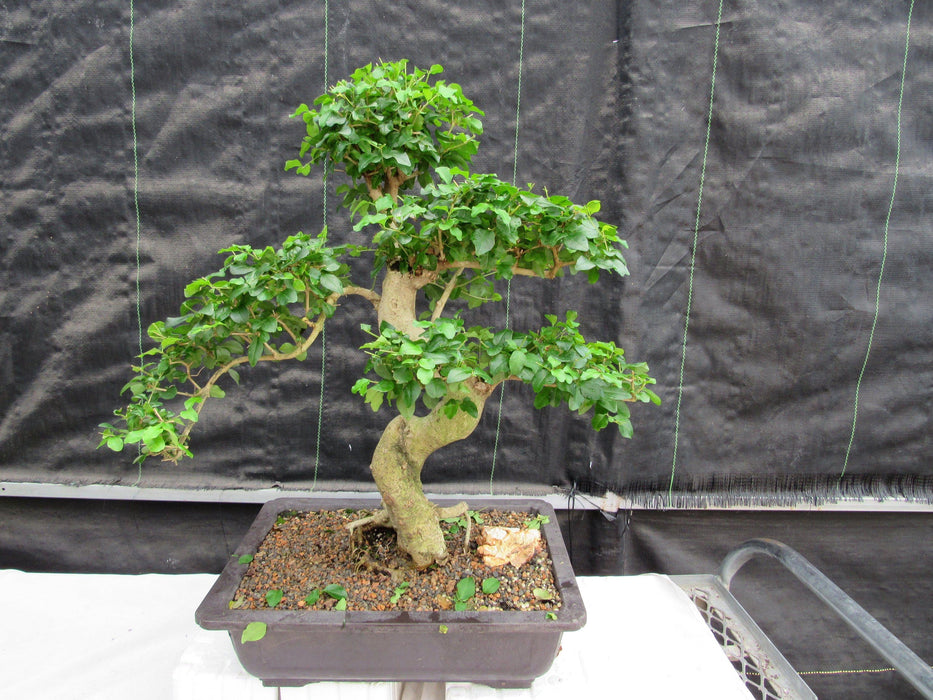 38 Year Old Flowering Ligustrum Specimen Small Tiered Bonsai Tree Front