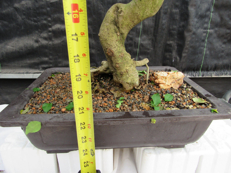 38 Year Old Flowering Ligustrum Specimen Small Tiered Bonsai Tree Tall