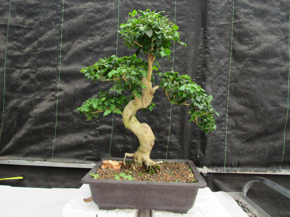 38 Year Old Flowering Ligustrum Specimen Small Tiered Bonsai Tree Back