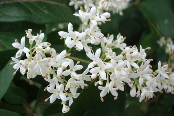 Privet Flowers