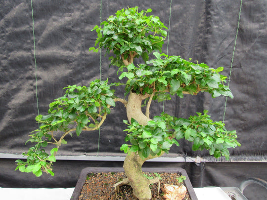 bonsai ligustrum nitida broom 38 Year Old Flowering Ligustrum Specimen Small Tiered Bonsai Tree