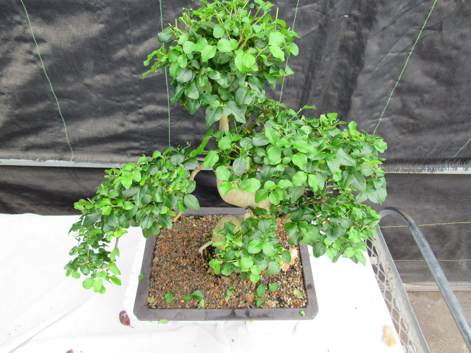 38 Year Old Flowering Ligustrum Specimen Small Tiered Bonsai Tree Top