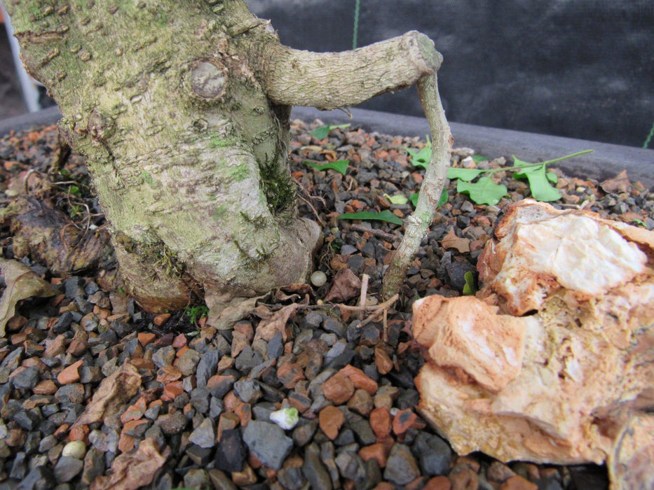 38 Year Old Flowering Ligustrum Specimen Small Tiered Bonsai Tree Exposed Root