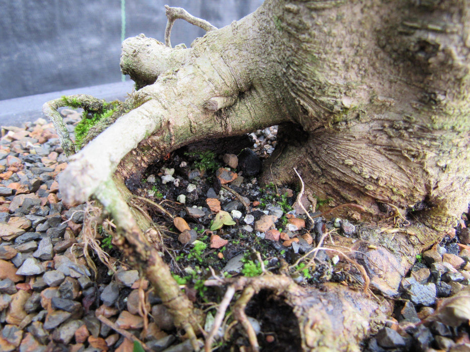 38 Year Old Flowering Ligustrum Specimen Small Tiered Bonsai Tree Roots