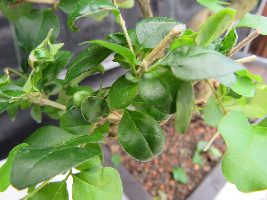 38 Year Old Flowering Ligustrum Specimen Small Tiered Bonsai Tree New Growth