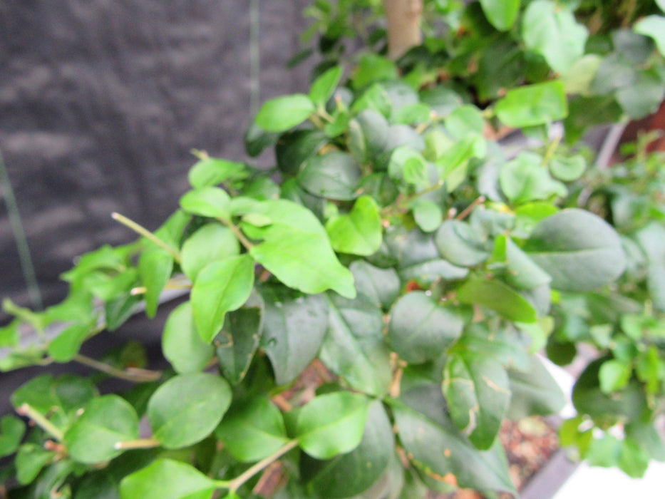38 Year Old Flowering Ligustrum Specimen Small Tiered Bonsai Tree Leaves