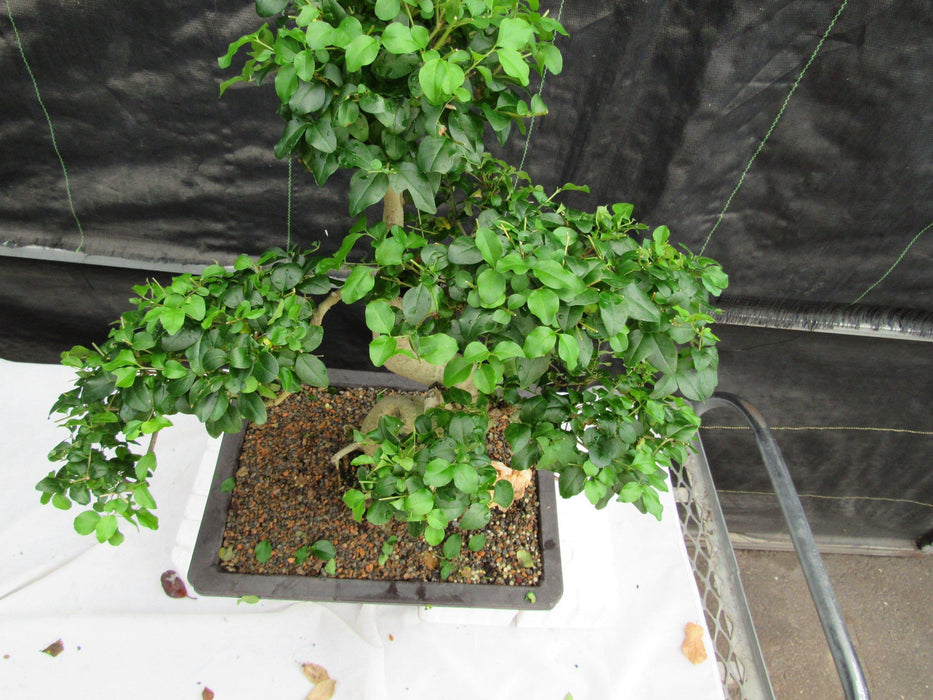 38 Year Old Flowering Ligustrum Specimen Small Tiered Bonsai Tree Foliage