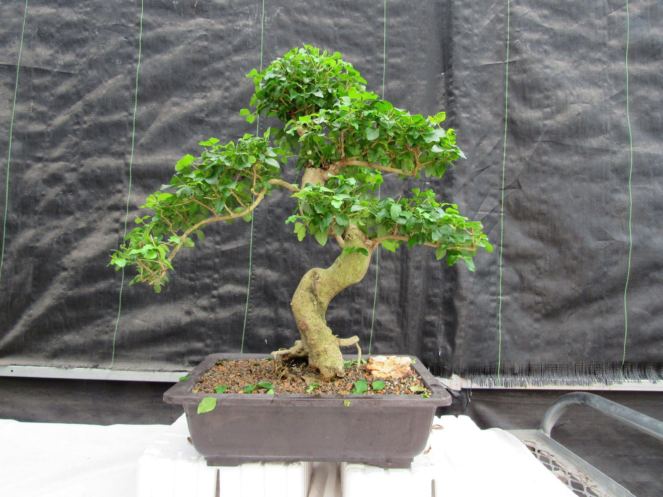 38 Year Old Flowering Ligustrum Specimen Small Tiered Bonsai Tree