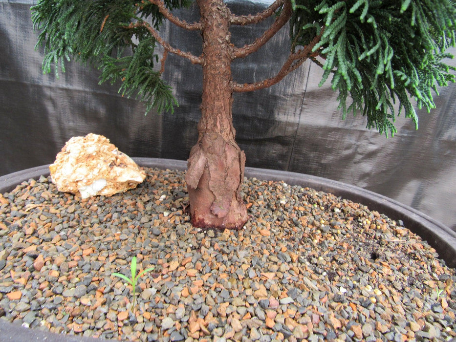38 Year Old Hinoki Cypress Specimen Bonsai Tree Bark