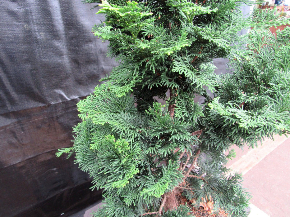 38 Year Old Hinoki Cypress Specimen Bonsai Tree Side