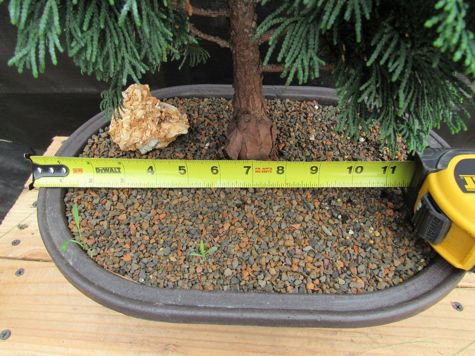 38 Year Old Hinoki Cypress Specimen Bonsai Tree Width