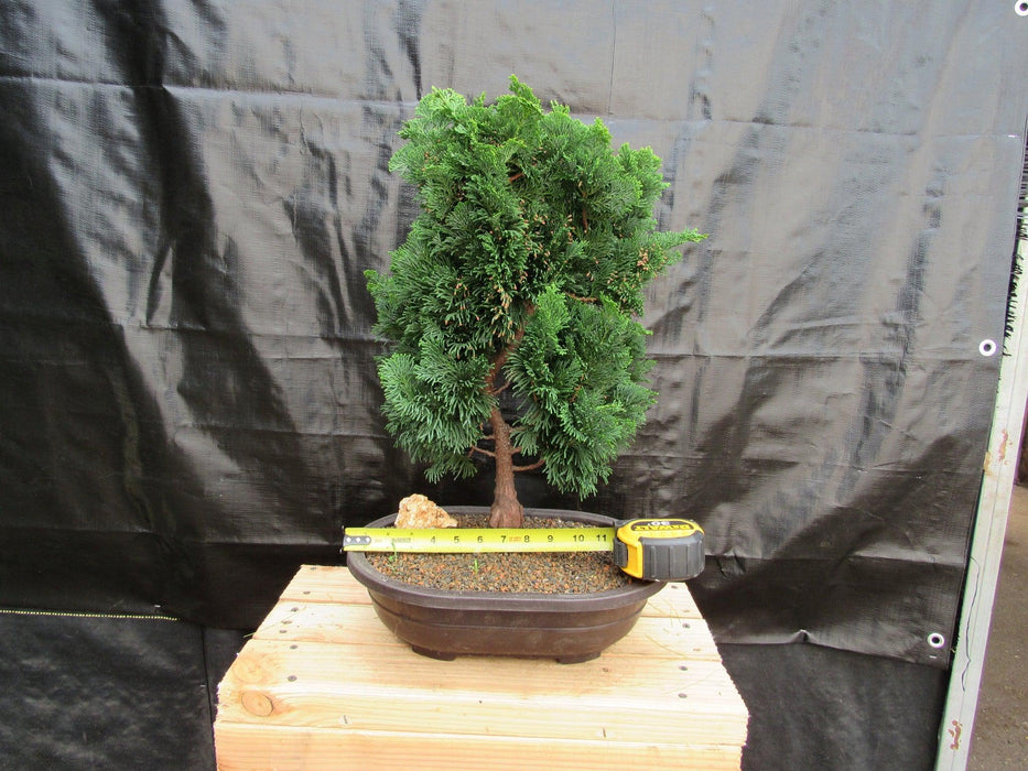 38 Year Old Hinoki Cypress Specimen Bonsai Tree Size