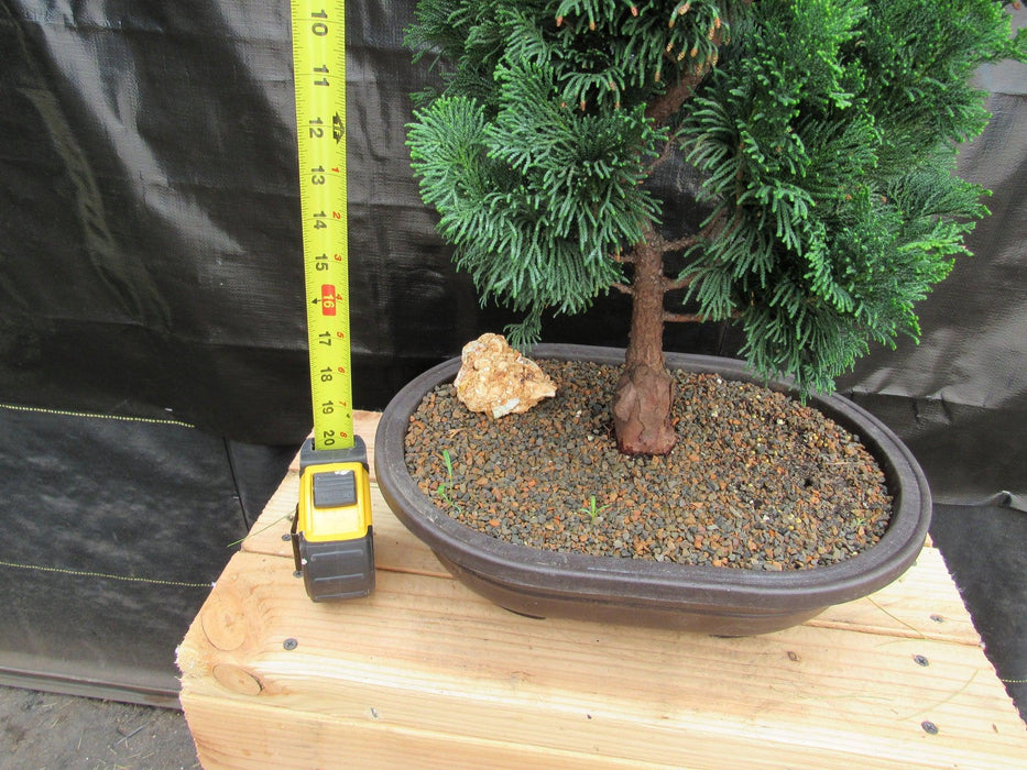 38 Year Old Hinoki Cypress Specimen Bonsai Tree Height