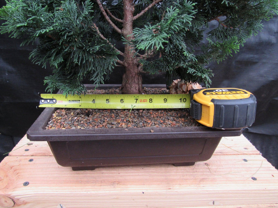 38 Year Old Hinoki Cypress Specimen Bonsai Tree Size