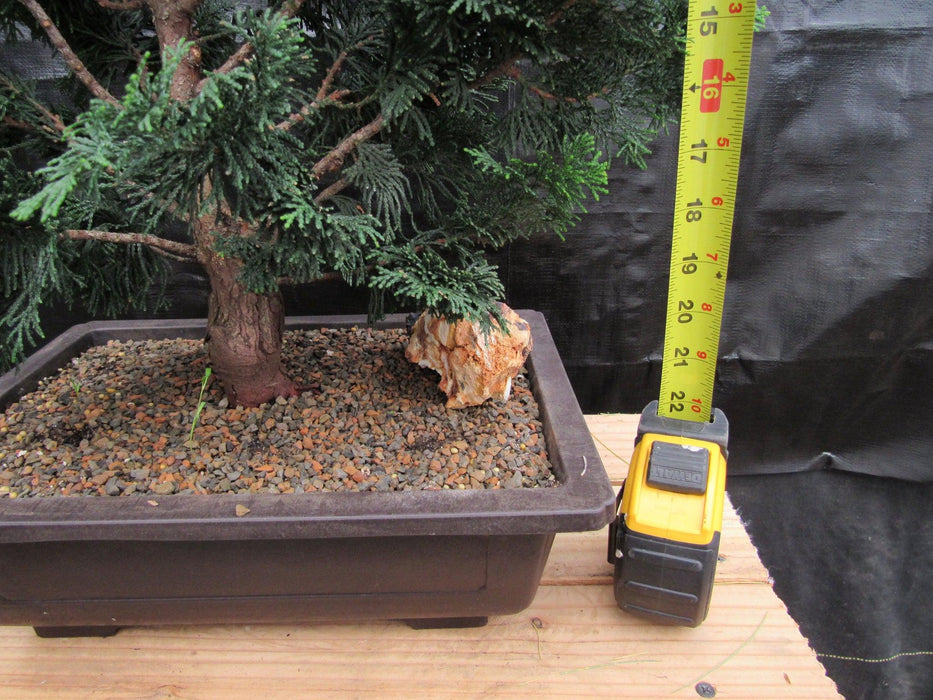 38 Year Old Hinoki Cypress Specimen Bonsai Tree Height