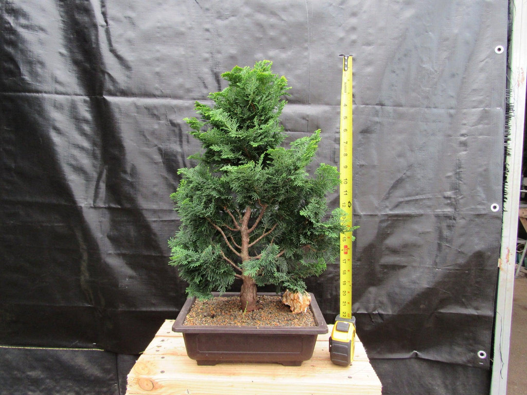 38 Year Old Hinoki Cypress Specimen Bonsai Tree Tall
