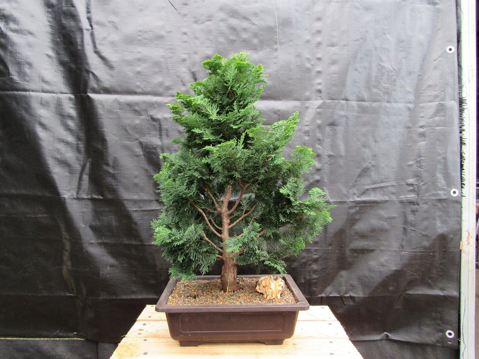 38 Year Old Hinoki Cypress Specimen Bonsai Tree Profile