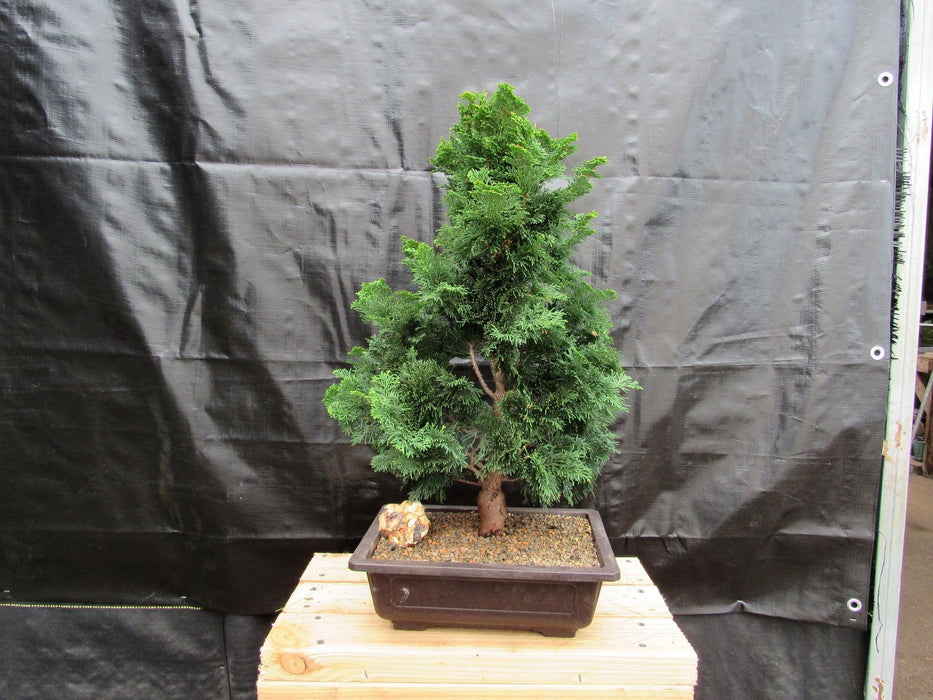 38 Year Old Hinoki Cypress Specimen Bonsai Tree Back