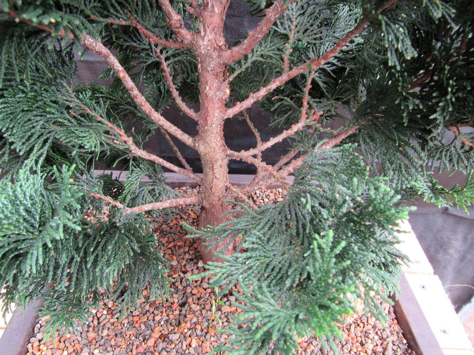 38 Year Old Hinoki Cypress Specimen Bonsai Tree Trunk