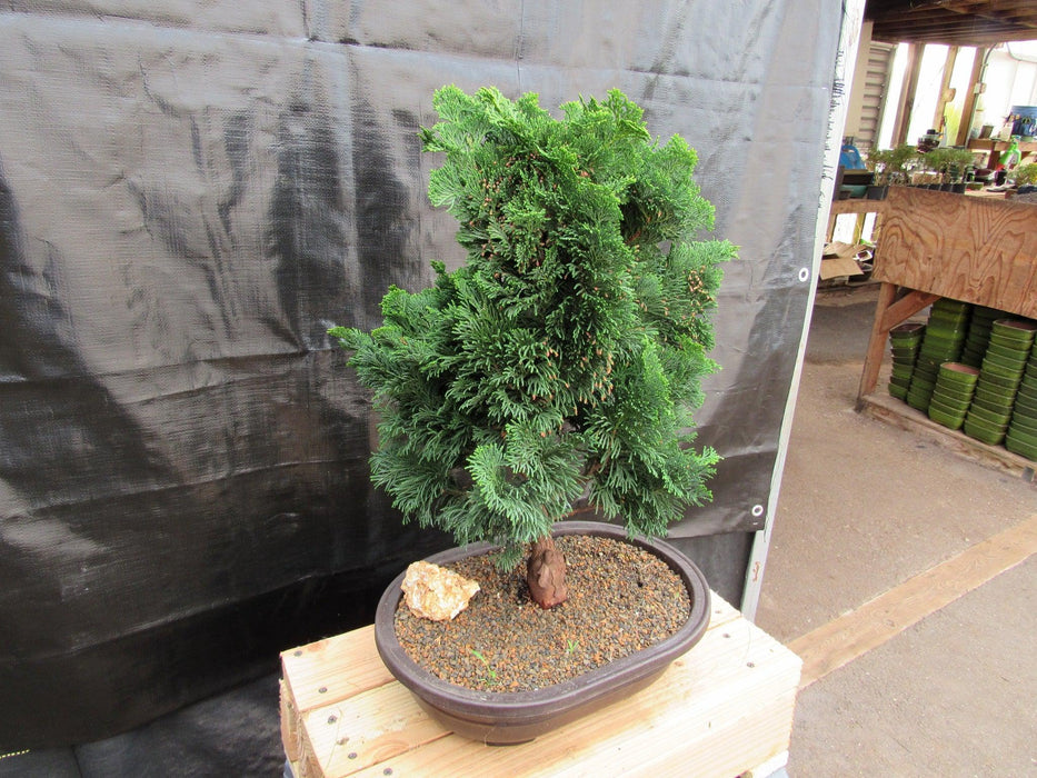 38 Year Old Hinoki Cypress Specimen Bonsai Tree Strong Side