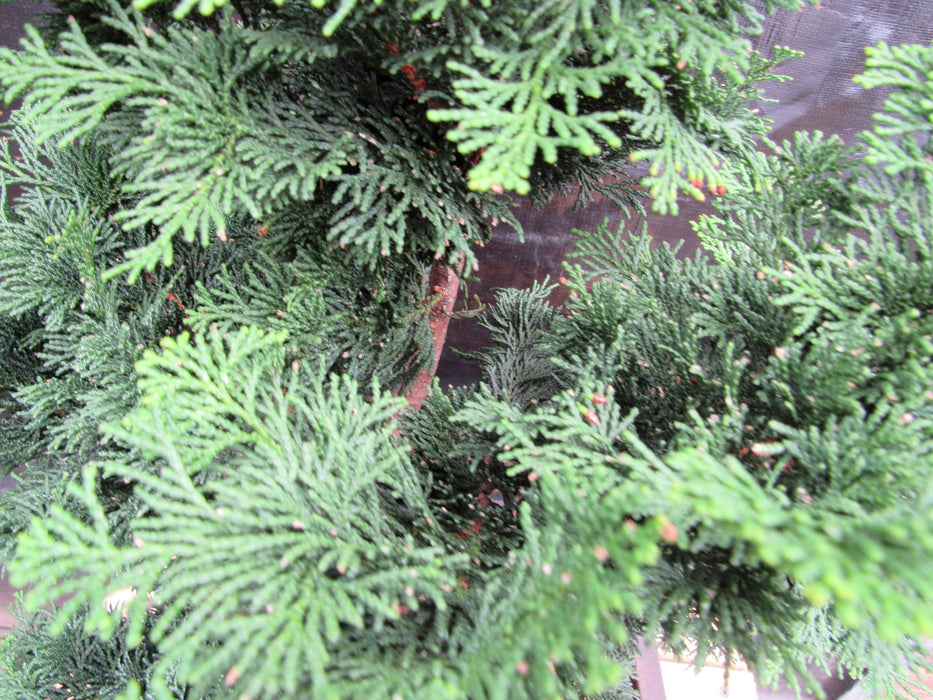 38 Year Old Hinoki Cypress Specimen Bonsai Tree Foliage