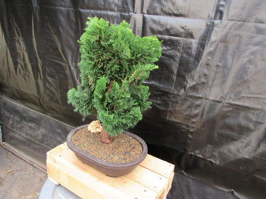 nana gracilis bonsai 38 Year Old Hinoki Cypress Specimen Bonsai Tree